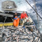 bringing back the fish