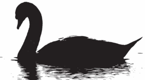 BlackSwan_B&W
